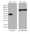 Glutathione Synthetase antibody, M00928, Boster Biological Technology, Western Blot image 