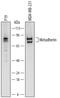 Metadherin antibody, AF7180, R&D Systems, Western Blot image 