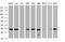 ATP Synthase F1 Subunit Gamma antibody, MA5-26489, Invitrogen Antibodies, Western Blot image 