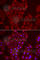 Tripeptidyl Peptidase 2 antibody, A6421, ABclonal Technology, Immunofluorescence image 