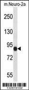 Chondroitin Sulfate Synthase 1 antibody, 57-141, ProSci, Western Blot image 