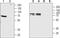 Cholinergic Receptor Muscarinic 4 antibody, PA5-77483, Invitrogen Antibodies, Western Blot image 