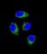 Cilia And Flagella Associated Protein 44 antibody, abx026342, Abbexa, Western Blot image 