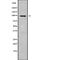 HI antibody, abx148100, Abbexa, Western Blot image 