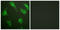 Complement C5a Receptor 1 antibody, LS-C117851, Lifespan Biosciences, Immunofluorescence image 