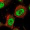 Mastermind Like Transcriptional Coactivator 1 antibody, HPA037687, Atlas Antibodies, Immunofluorescence image 