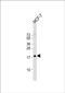 Methyl-CpG Binding Domain Protein 3 Like 3 antibody, PA5-71635, Invitrogen Antibodies, Western Blot image 