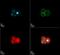 Folliculogenesis Specific BHLH Transcription Factor antibody, NBP2-66846, Novus Biologicals, Immunofluorescence image 