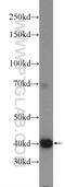 Acidic fibroblast growth factor intracellular-binding protein antibody, 15968-1-AP, Proteintech Group, Western Blot image 