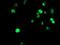 Methyltransferase Like 16 antibody, NBP2-02026, Novus Biologicals, Immunofluorescence image 