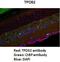 Tumor Protein D52 antibody, orb330545, Biorbyt, Immunohistochemistry paraffin image 