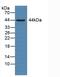 Basigin (Ok Blood Group) antibody, MBS2026017, MyBioSource, Western Blot image 