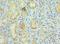 Cullin 5 antibody, LS-C378312, Lifespan Biosciences, Immunohistochemistry frozen image 