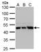 Ubiquinol-Cytochrome C Reductase Core Protein 1 antibody, GTX101896, GeneTex, Western Blot image 
