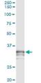 Serine Protease 21 antibody, H00010942-M01, Novus Biologicals, Immunoprecipitation image 