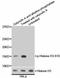 Histone H3 antibody, STJ113520, St John