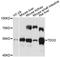 Tryptophanase antibody, LS-C748245, Lifespan Biosciences, Western Blot image 