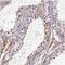 H1 Histone Family Member N, Testis Specific antibody, NBP2-30774, Novus Biologicals, Immunohistochemistry paraffin image 