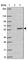 WD Repeat Domain 55 antibody, HPA043470, Atlas Antibodies, Western Blot image 