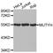 MutY DNA Glycosylase antibody, STJ24648, St John