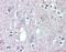 Gamma-Aminobutyric Acid Type B Receptor Subunit 1 antibody, orb89437, Biorbyt, Immunohistochemistry paraffin image 