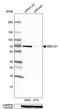 CGAS antibody, PA5-56820, Invitrogen Antibodies, Western Blot image 