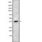 Complex I intermediate-associated protein 30, mitochondrial antibody, abx217088, Abbexa, Western Blot image 