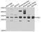 Dolichyl-Phosphate Mannosyltransferase Subunit 1, Catalytic antibody, PA5-76256, Invitrogen Antibodies, Western Blot image 