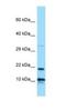Interleukin 26 antibody, NBP1-98521, Novus Biologicals, Western Blot image 