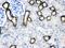 Calcium Sensing Receptor antibody, PB9924, Boster Biological Technology, Immunohistochemistry frozen image 