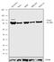 Forkhead Box P2 antibody, 720031, Invitrogen Antibodies, Western Blot image 