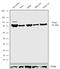 Forkhead Box P2 antibody, 720031, Invitrogen Antibodies, Western Blot image 