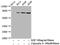 Protein Kinase C Alpha antibody, CSB-RA018699A638phHU, Cusabio, Western Blot image 