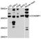 Cyclin D1 Binding Protein 1 antibody, LS-C748768, Lifespan Biosciences, Western Blot image 