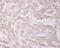 Beclin 1 antibody, M00327, Boster Biological Technology, Immunohistochemistry paraffin image 