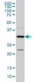 Mediator Complex Subunit 27 antibody, H00009442-M01, Novus Biologicals, Western Blot image 