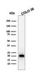 Melan-A antibody, GTX34830, GeneTex, Western Blot image 