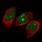 Nuclear VCP Like antibody, NBP2-58764, Novus Biologicals, Immunofluorescence image 