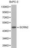 Secernin 2 antibody, LS-C192466, Lifespan Biosciences, Western Blot image 