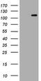 Hemogen antibody, M08422, Boster Biological Technology, Western Blot image 