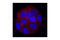 SRC Proto-Oncogene, Non-Receptor Tyrosine Kinase antibody, 2108S, Cell Signaling Technology, Immunofluorescence image 