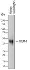 Triggering Receptor Expressed On Myeloid Cells 1 antibody, AF1278, R&D Systems, Western Blot image 