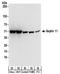 Septin 11 antibody, NBP2-32160, Novus Biologicals, Western Blot image 