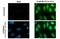 Nuclear Factor, Erythroid 2 Like 2 antibody, GTX103322, GeneTex, Immunofluorescence image 