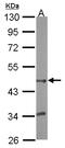 Betaine--Homocysteine S-Methyltransferase 2 antibody, LS-C185601, Lifespan Biosciences, Western Blot image 