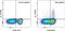 Interleukin 13 antibody, 12-7136-41, Invitrogen Antibodies, Flow Cytometry image 