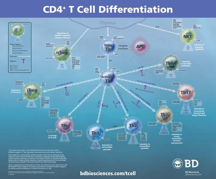 CD4+ T-Cell Differentiation scientific pathway and products from BD Biosciences
