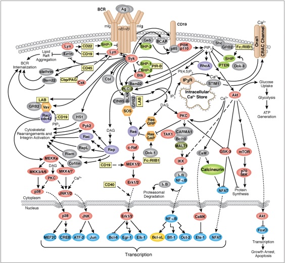 B-Cell Receptor Signalling Pathway scientific pathway and products from Cell Signaling Technology