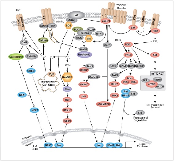 CST: T-Cell Receptor Signalling Scientific Pathway Poster